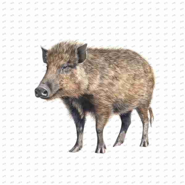 T70984